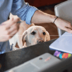 Competitor Datadog